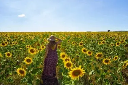 Darling Downs: QLD; regional Queensland;